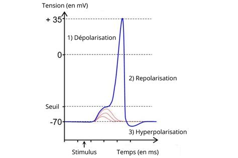  Quel est le potentiel incroyable du Quitosane dans les applications biomédicales à haute performance ?