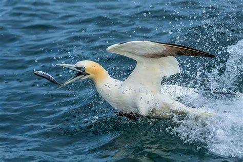 Can Seagulls Swim? And Why Do They Always Steal My Fries?