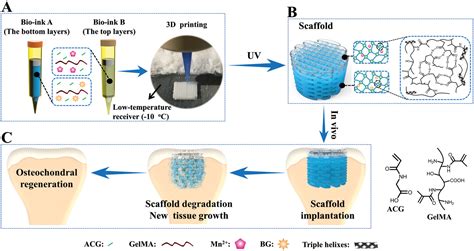  Gelatin: Un Biomatériau Multifonctionnel pour l'Échafaudage Tissulaire et la Libération Contrôlée de Médicaments !