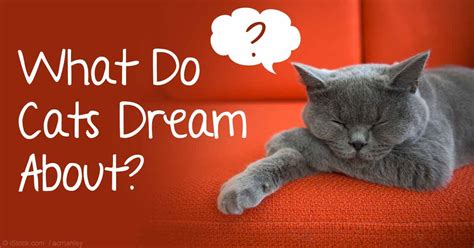 How Many Grams of Protein in a Cat: And Why Do Cats Dream of Electric Mice?