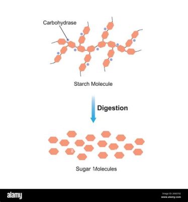 Is Maltose a Protein? Exploring the Sweet Side of Science