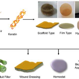 Keratin: Biocompatibility Extraordinaire pour les Applications Biomédicales Révolutionnaires!