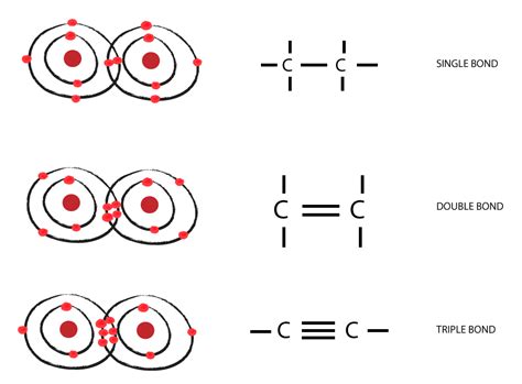 Which Fat Has Only Single Bonds Between the Carbon Atoms in the Fatty Acid? And Why Does It Matter If Butter Could Talk?