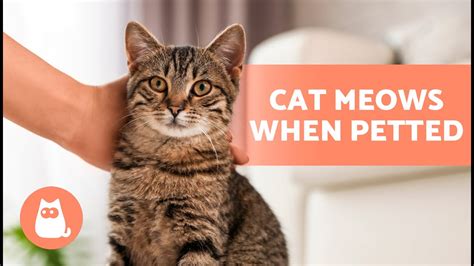 Why Does My Cat Stretch When I Pet Her: Exploring the Mysteries of Feline Behavior and Beyond