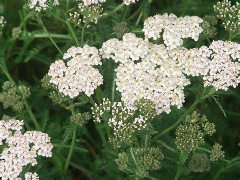 Pourquoi le Yarrow est-il un trésor caché pour les applications cosmétiques et pharmaceutiques ? !